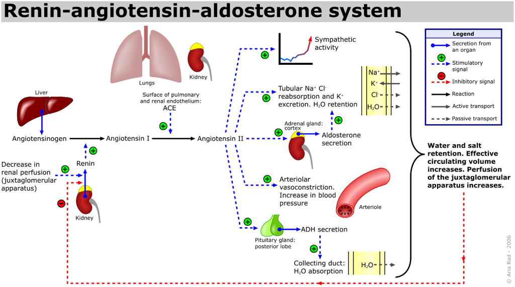 hypert raas otensin-aldosterone-system